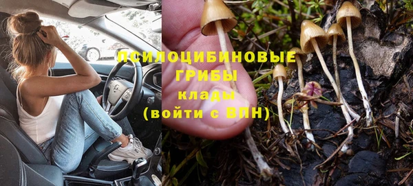 крисы Магас